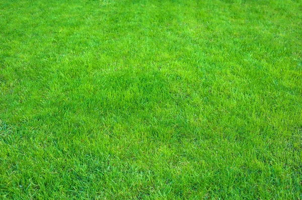 Frischer Grüner Gepflegter Rasen Aus Nächster Nähe Abgeschnittenes Grünes Gras — Stockfoto