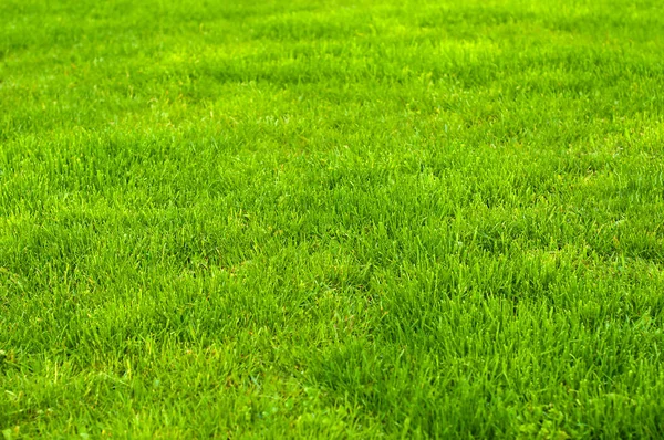 Frischer Grüner Gepflegter Rasen Aus Nächster Nähe Abgeschnittenes Grünes Gras — Stockfoto