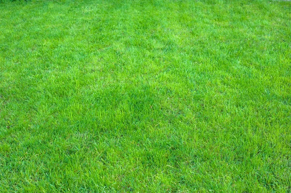 新鮮な緑の手入れの行き届いた芝生をクローズ アップ 緑の草の背景をクリップされます 緑の芝生のテクスチャ パターン背景 — ストック写真