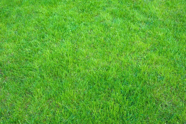 Fresh Green Manicured Lawn Close Clipped Green Grass Background Green — Stock Photo, Image