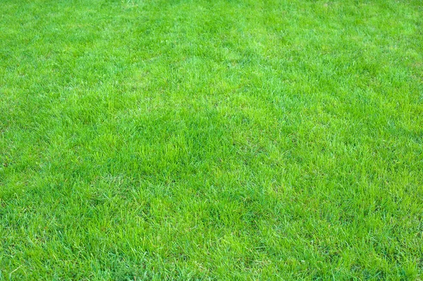 Świeży Zielony Trawnik Wypielęgnowane Bliska Przycięta Zielona Trawa Tło Zielony — Zdjęcie stockowe