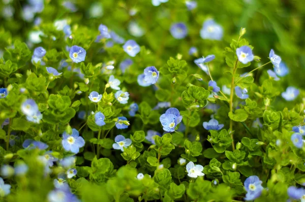 Unutma (Myosotis) yaz çayır çiçek açan çiçekler. Güzel küçük mavi çiçekler güneşli yaz günü çiçek.