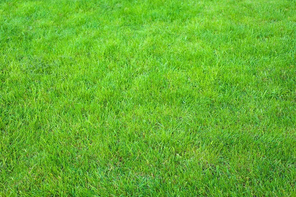 Fresh Green Manicured Lawn Close Clipped Green Grass Background Green Stock Image