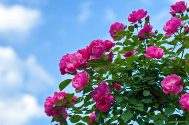 Kırmızı gül tomurcukları yeşil Bush bir arka plan ile. Kırmızı Gül Bush bulutlar mavi bir gökyüzü arka planda çiçek açan.