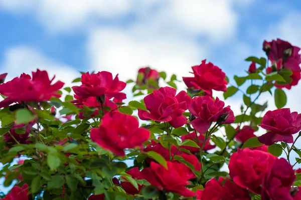 Red Roses Buds Background Green Bush Bush Red Roses Blooming — Stock Photo, Image