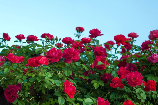 Kırmızı gül tomurcukları yeşil Bush bir arka plan ile. Kırmızı Gül Bush bulutlar mavi bir gökyüzü arka planda çiçek açan.