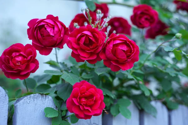 Kırmızı gül tomurcukları yeşil Bush bir arka plan ile. Kırmızı Gül Bush mavi çit çiçek açan.