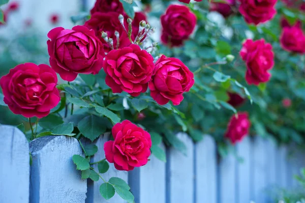 Κόκκινα Τριαντάφυλλα Μπουμπούκια Φόντο Ένα Πράσινο Θάμνο Μπους Κόκκινα Τριαντάφυλλα — Φωτογραφία Αρχείου