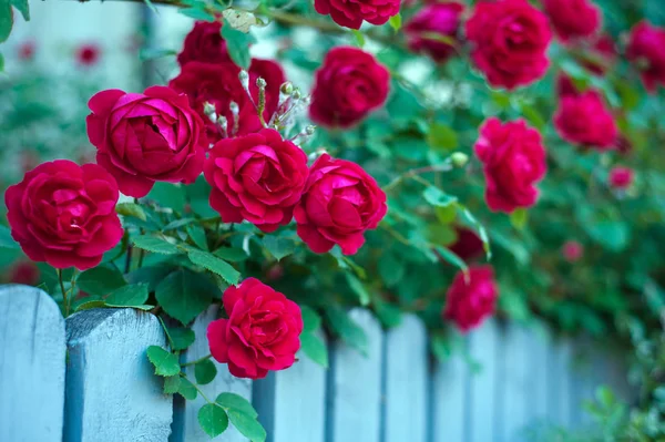Κόκκινα Τριαντάφυλλα Μπουμπούκια Φόντο Ένα Πράσινο Θάμνο Μπους Κόκκινα Τριαντάφυλλα — Φωτογραφία Αρχείου