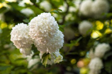  Çin snowball Kartopu çiçeği çiçek başları karlı. Bahçede çiçek açan kartopu ağaç (Viburnum opulus).