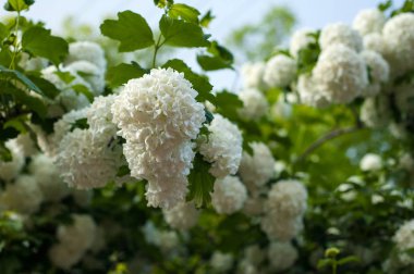  Çin snowball Kartopu çiçeği çiçek başları karlı. Bahçede çiçek açan kartopu ağaç (Viburnum opulus).