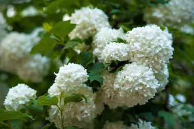  Çin snowball Kartopu çiçeği çiçek başları karlı. Bahçede çiçek açan kartopu ağaç (Viburnum opulus).