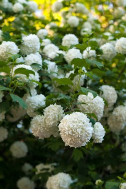  Çin snowball Kartopu çiçeği çiçek başları karlı. Bahçede çiçek açan kartopu ağaç (Viburnum opulus).