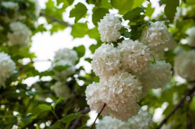  Çin snowball Kartopu çiçeği çiçek başları karlı. Bahçede çiçek açan kartopu ağaç (Viburnum opulus).