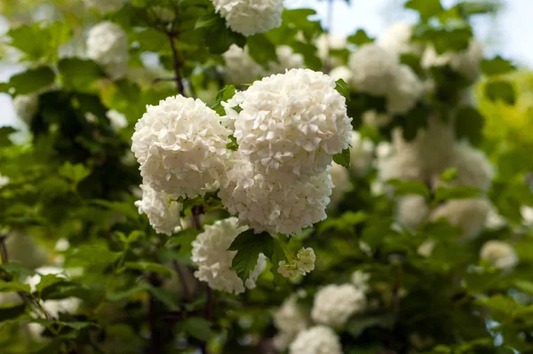 Čínské Sněhová Koule Viburnum Květina Hlavy Jsou Zasněžené Sněhová Koule — Stock fotografie