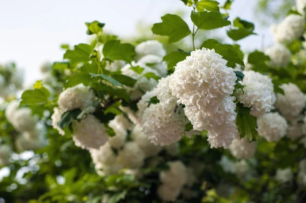 Chiński Śnieżki Kalina Główek Kwiatów Snowy Drzewo Śnieżki Viburnum Opulus — Zdjęcie stockowe