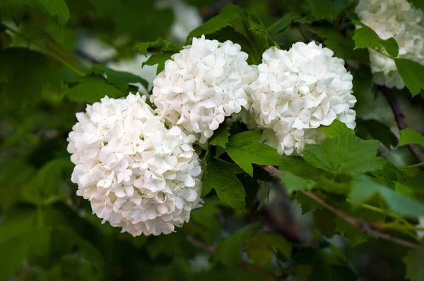  Çin snowball Kartopu çiçeği çiçek başları karlı. Bahçede çiçek açan kartopu ağaç (Viburnum opulus).