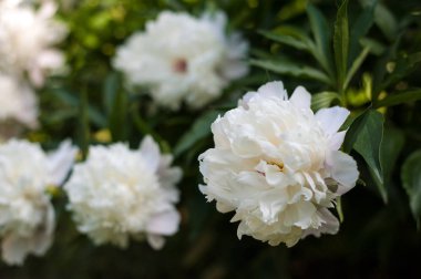 Beyaz peonies bahçede unblown tomurcukları ile. Beyaz şakayık bir arka plan bulanık yeşil yaprak çiçek.