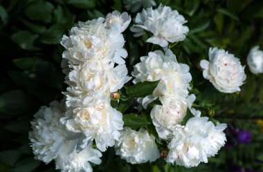 Beyaz peonies bahçede unblown tomurcukları ile. Beyaz şakayık bir arka plan bulanık yeşil yaprak çiçek.