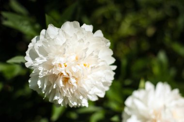 Beyaz peonies bahçede unblown tomurcukları ile. Beyaz şakayık bir arka plan bulanık yeşil yaprak çiçek.