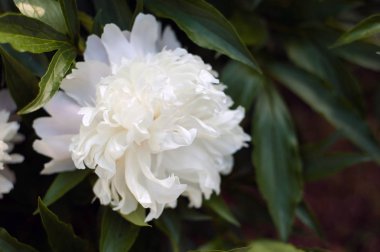 Beyaz peonies bahçede unblown tomurcukları ile. Beyaz şakayık bir arka plan bulanık yeşil yaprak çiçek.