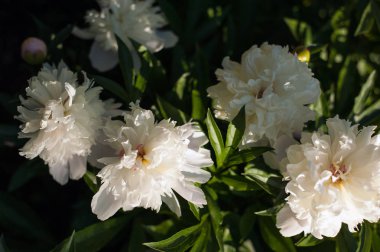 Beyaz peonies bahçede unblown tomurcukları ile. Beyaz şakayık bir arka plan bulanık yeşil yaprak çiçek.
