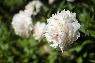 Beyaz peonies bahçede unblown tomurcukları ile. Beyaz şakayık bir arka plan bulanık yeşil yaprak çiçek.