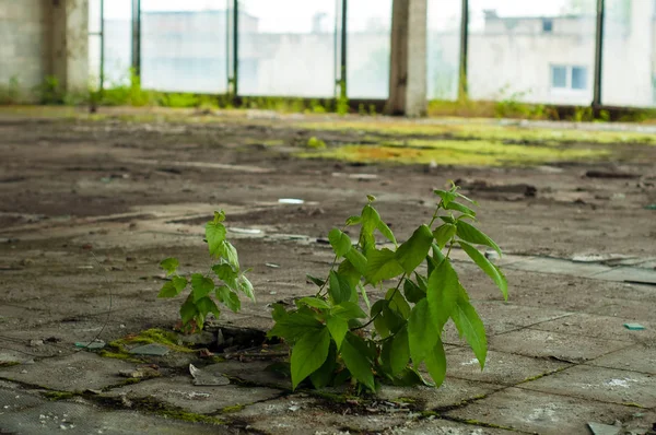 大きな窓と空床の古い電子機器工場工業のインテリア 緑の苔や植物の生い茂った 廃工場内の内装 — ストック写真