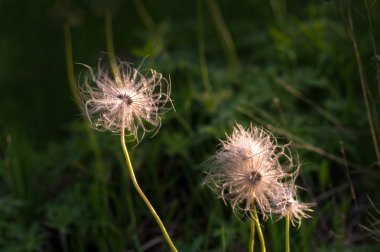 Soluk pasque-çiçek. batan güneşin fonunda. Yaz güneşli bir günde güneş tarafından aydınlatılmış çiçek glade ile dramatik peyzaj.