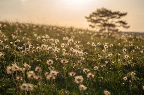 Faded pasque-flower. against the backdrop of the setting sun. Dramatic landscape with a glade of flowers illuminated by the sun on a summer sunny day.