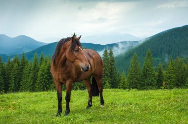 Yağmur sonra Karpat Dağları, yüksek-arazi mera, at otlatma. Güzel yeşil mera üzerinde Dağları'nın bir arka plan resmi.