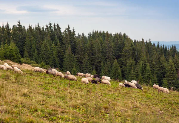 Schafherden Weiden Auf Grünen Weiden Den Bergen Junge Weiße Und — Stockfoto