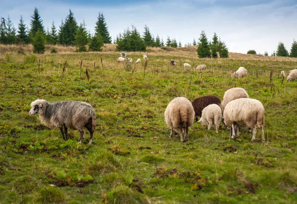 Herd Sheep Graze Green Pasture Mountains Young White Brown Sheep — Stock Photo, Image