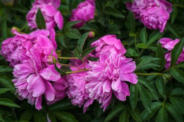 Bahçede pembe şakayıklar. Çiçekli pembe şakayık. Güzel pembe Peonie çiçeğine yakın çekim.