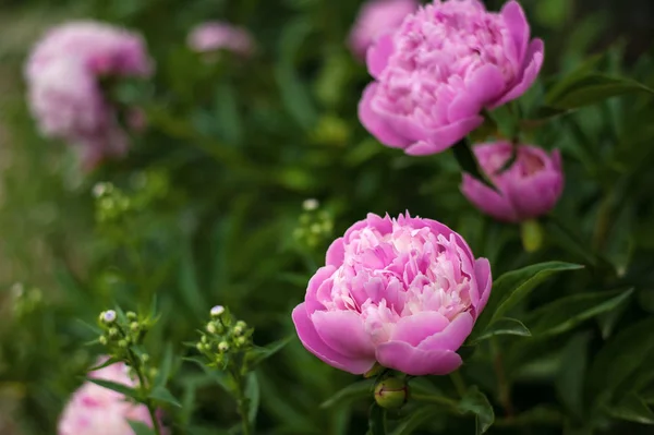 Pivoines Roses Dans Jardin Pivoine Rose Fleurs Gros Plan Belle — Photo