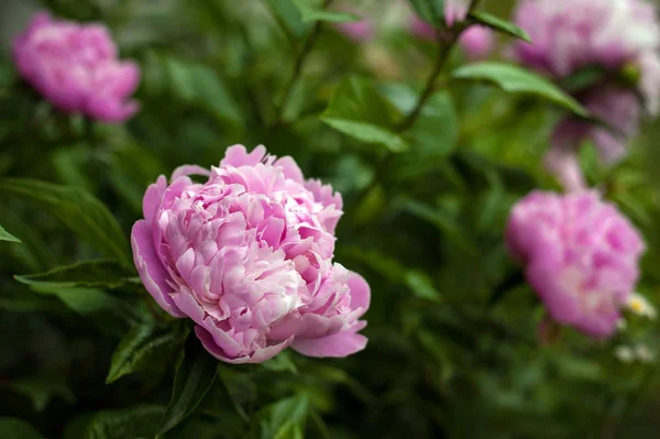 庭のピンクの牡丹 ピンクの牡丹を咲かせます 美しいピンクの牡丹の花の閉鎖 — ストック写真