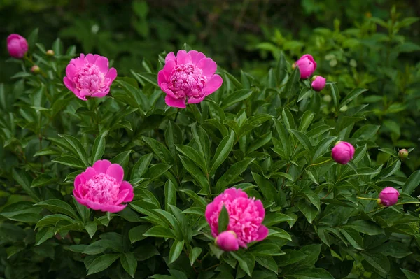 Bahçede pembe şakayıklar. Çiçekli pembe şakayık. Güzel pembe Peonie çiçeğine yakın çekim.