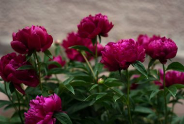 Kırmızı peonies bahçede. Kırmızı peony çiçek açan.