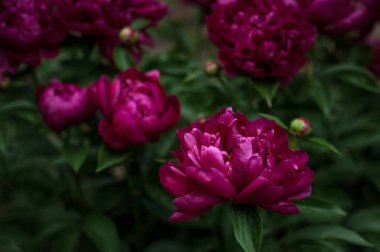 Kırmızı peonies bahçede. Kırmızı peony çiçek açan.