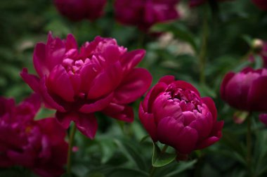 Kırmızı peonies bahçede. Kırmızı peony çiçek açan.