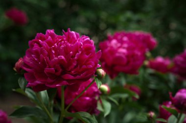 Kırmızı peonies bahçede. Kırmızı peony çiçek açan.