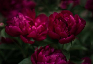 Kırmızı peonies bahçede. Kırmızı peony çiçek açan.