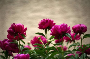 Kırmızı peonies bahçede. Kırmızı peony çiçek açan.