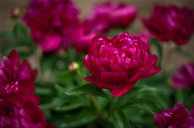 Kırmızı peonies bahçede. Kırmızı peony çiçek açan.