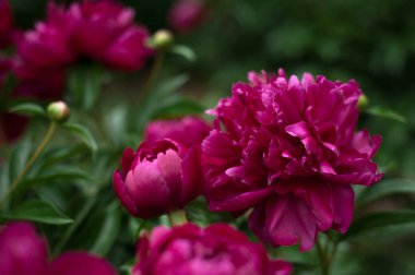 Kırmızı peonies bahçede. Kırmızı peony çiçek açan.
