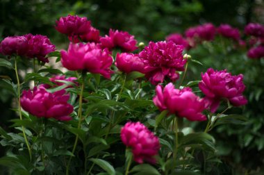 Kırmızı peonies bahçede. Kırmızı peony çiçek açan.