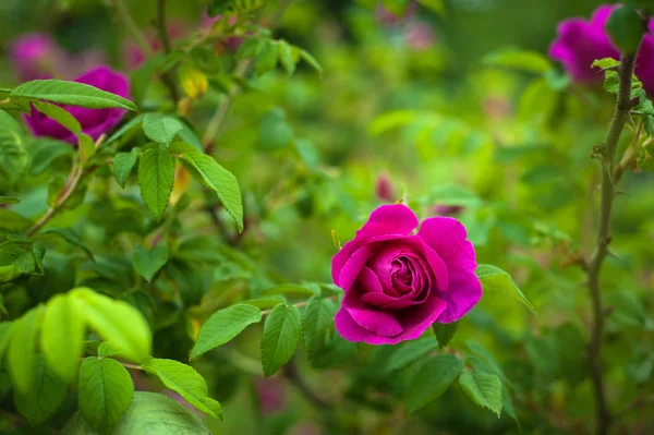 Rosas Cor Rosa Com Botões Fundo Arbusto Verde Jardim Lindas — Fotografia de Stock