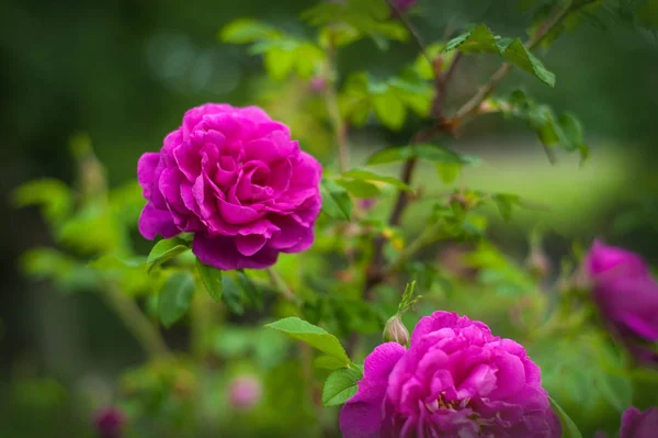 Rosa Rosor Med Knoppar Bakgrund Grön Buske Trädgården Vackra Rosa — Stockfoto