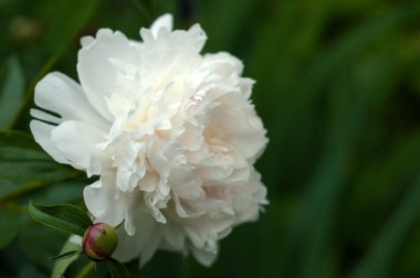 Bahçedeki unblown tomurcukları ile beyaz peonies grubudur. Beyaz şakayık bir arka plan bulanık yeşil yaprak çiçek.