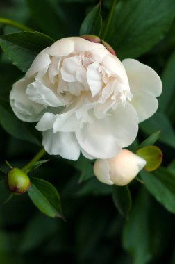 Bahçedeki unblown tomurcukları ile beyaz peonies grubudur. Beyaz şakayık bir arka plan bulanık yeşil yaprak çiçek.